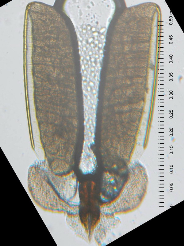 01A01-kentia01c.jpg