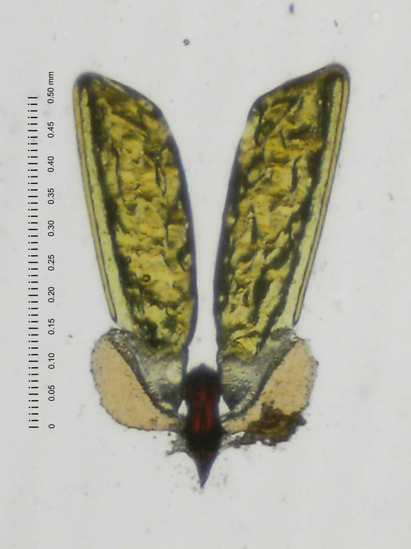 01A01-wayet02c.jpg