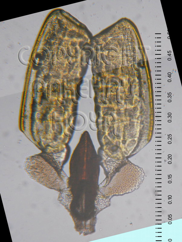01A02-davidcum02c.jpg