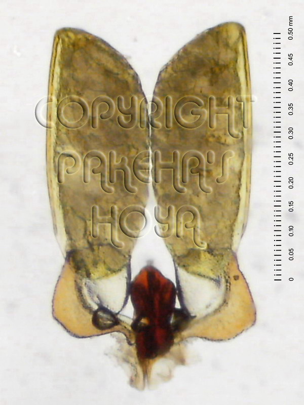 01A04-plicata01c.jpg