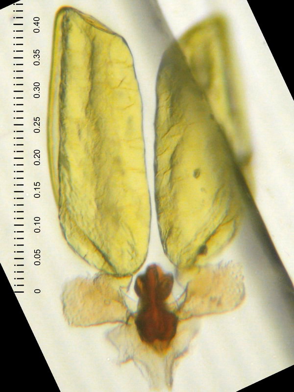 01A06-kanyak01a.jpg