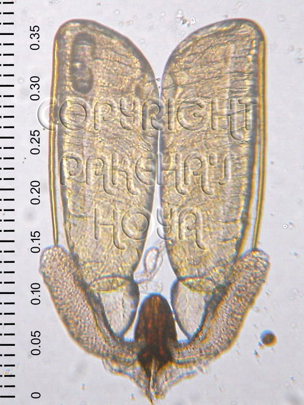 01B01-lacunPali01c.jpg