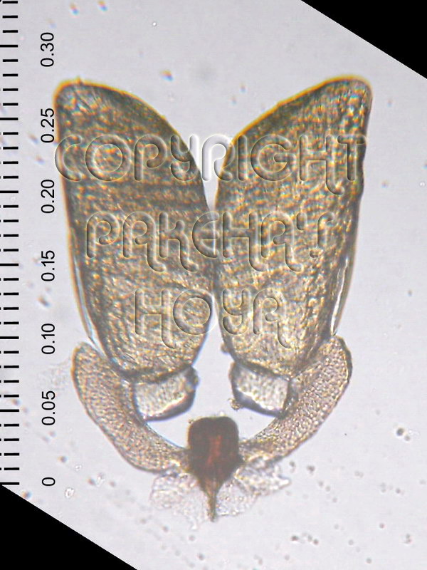 01B01-pusilaAF0830-01c.jpg