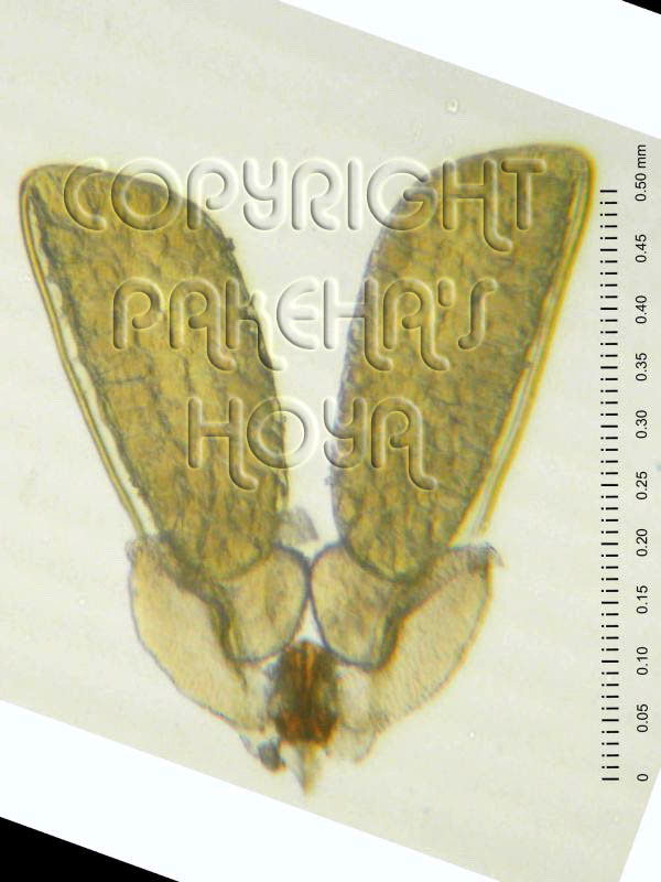01B01-sipitAG0817-01d.jpg
