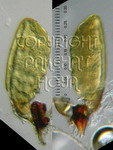././Photos/Pollinaria/Groupe01/SousGroupe01C02/Mini/01C02-flavida01c.jpg