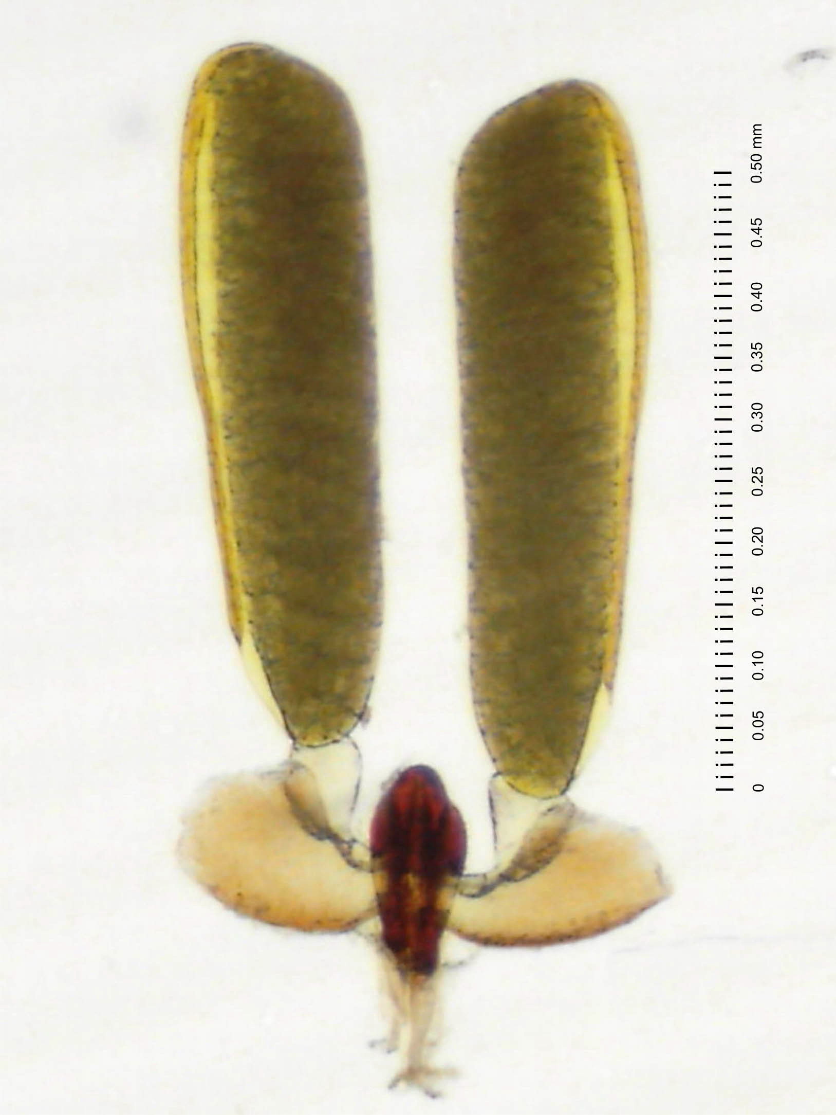 01D01-caudaSu02b.jpg