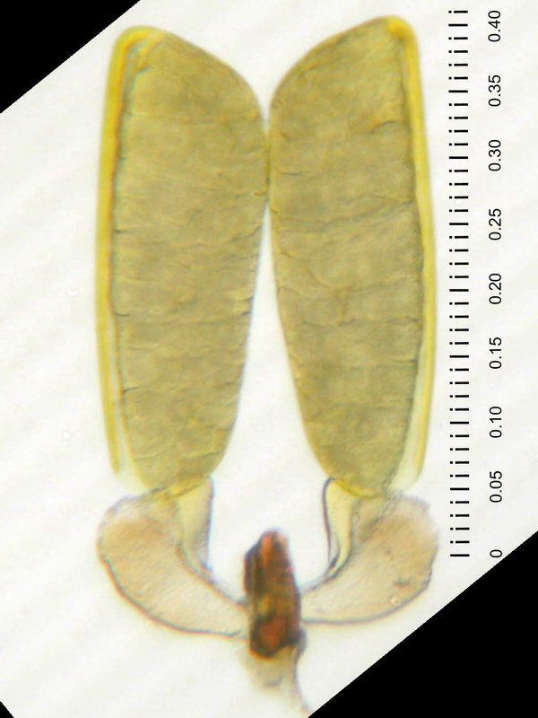 01D01-flagell02b.jpg