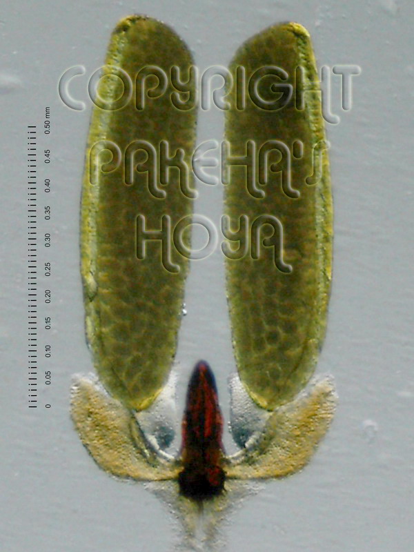 01D01-imbricSH02e.jpg