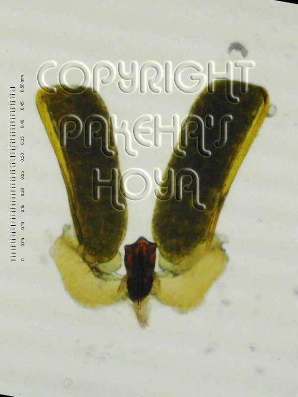 01D01-wrayiSG02e.jpg