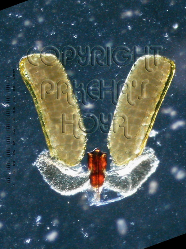 01D01-wrayiSG03e.jpg