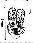 ././Photos/Pollinaria/Groupe01/SousGroupe01D01/Mini/01D01-wrayiR01.jpg