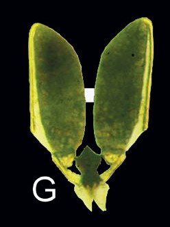 01D03-pulchra00.jpg