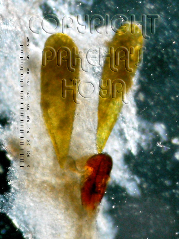01E01-lithophTN01e.jpg