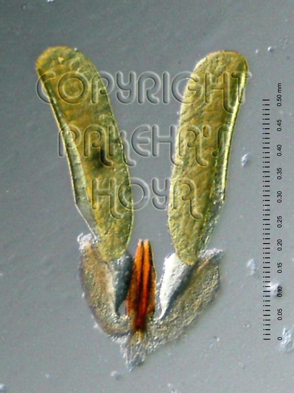 01F01-borneoSH01e.jpg