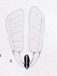 02A03-medilini01b.jpg