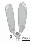 02C01-papashoMR01a.jpg