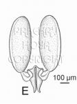 03B04-ariffinii-Pol00b.jpg