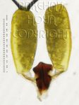 ././Photos/Pollinaria/Groupe04/SousGroupe04B02/Mini/04B02-chloranJFC01e.jpg