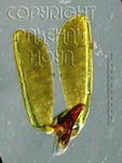 ././Photos/Pollinaria/Groupe04/SousGroupe04C04/Mini/04C04-erythriBjAB-01e.jpg