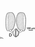 04F06-dulitMR-pol00.jpg