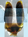 ././Photos/Pollinaria/Groupe04/SousGroupe04G01/Mini/04G01-imperiTu01e.jpg