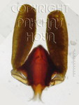 ././Photos/Pollinaria/Groupe04/SousGroupe04G02/Mini/04G02-griffithYwMR01e.jpg
