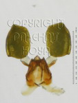 ././Photos/Pollinaria/Groupe05/SousGroupe05F01/Mini/05F01-spartio01c.jpg