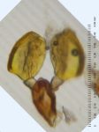 ././Photos/Pollinaria/Groupe05/SousGroupe05F02/Mini/05F02-retror02c.jpg