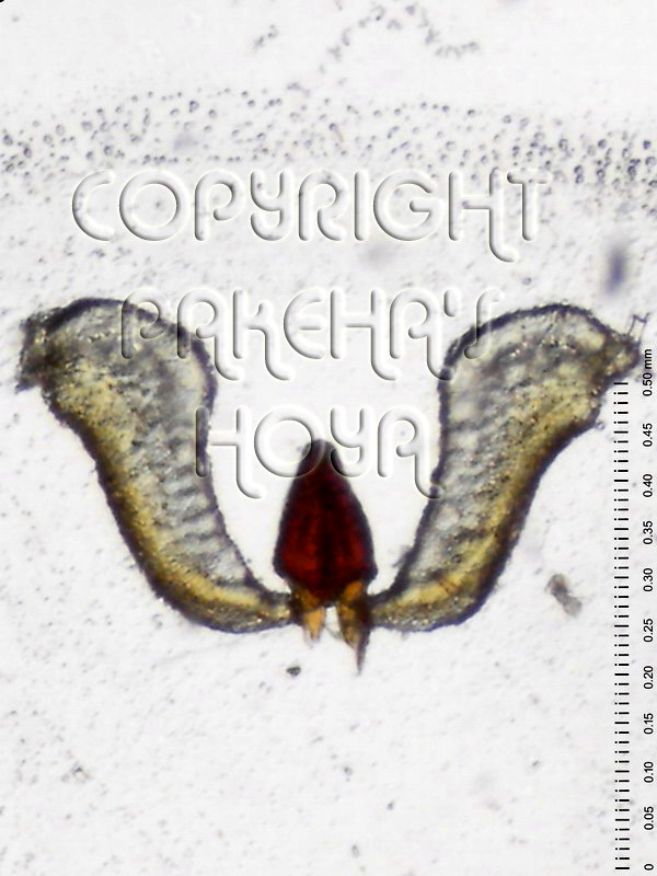 06E01-corymbAG0814-03c.jpg