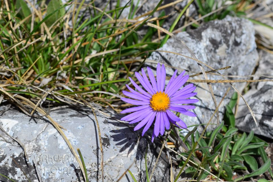 DSC_1980.JPG