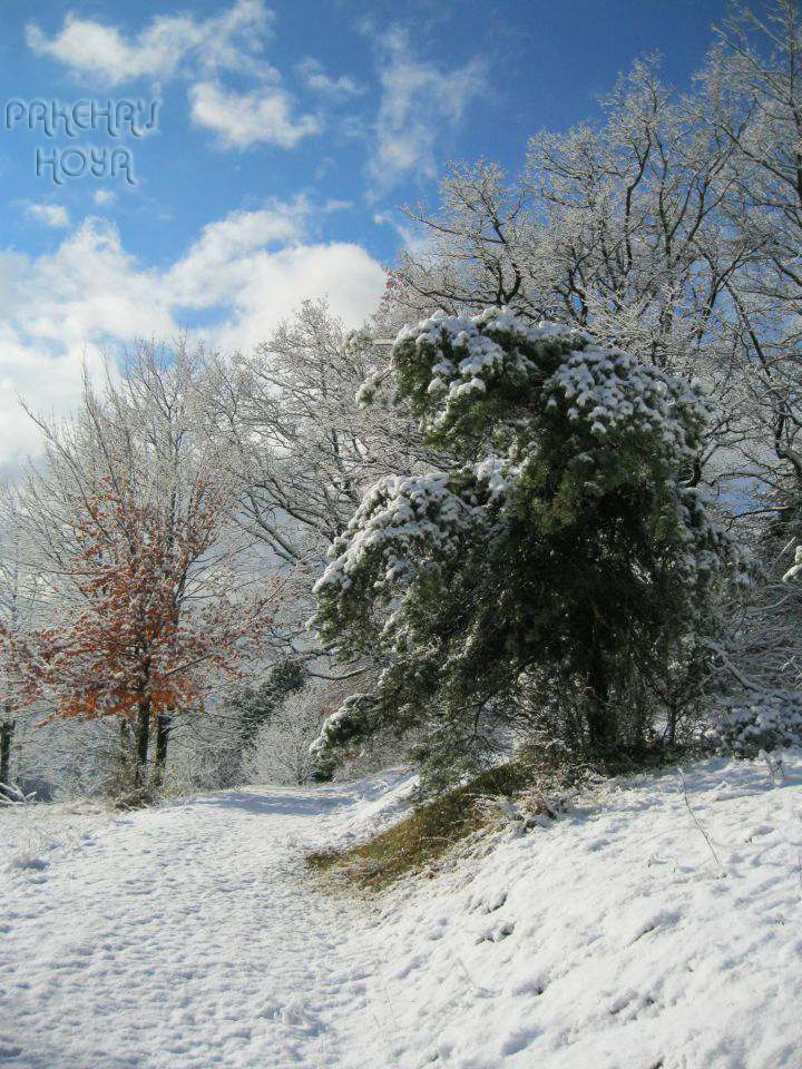 IMG_9352.JPG