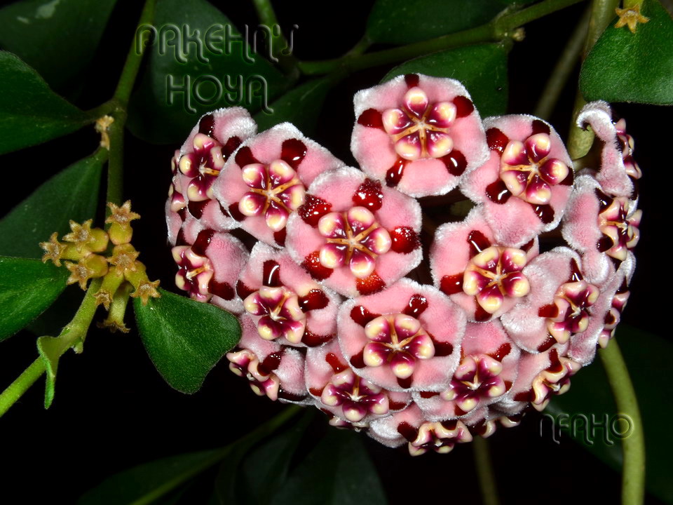Хойя biakensis. Хойя serpens. Хойя империалис. Хойя витиенсис (hoya vitiensis). Hoya wallichii.