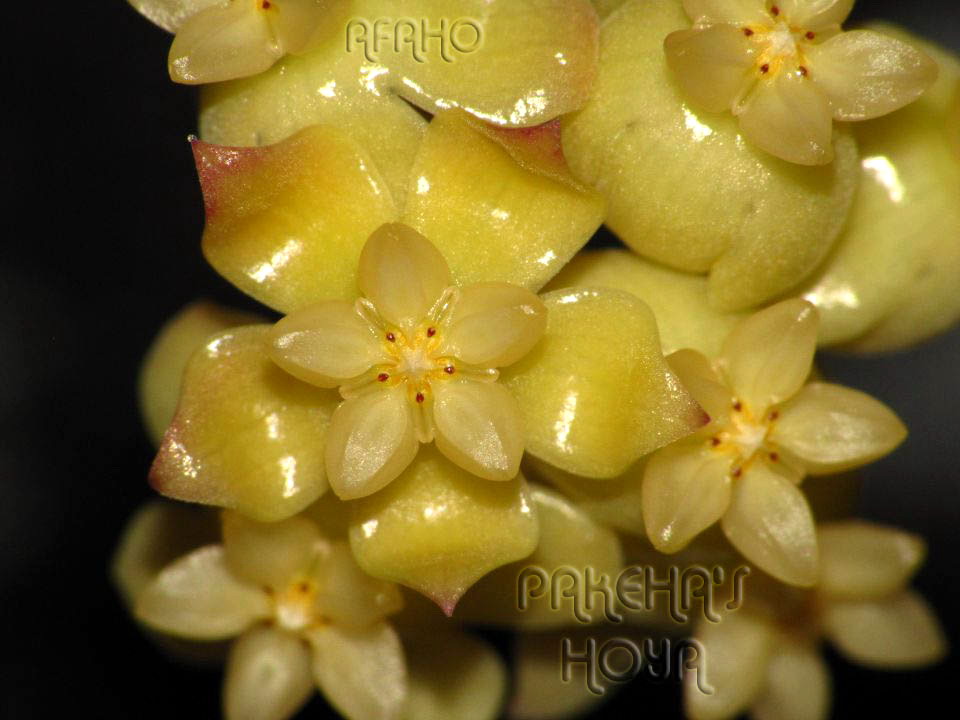 Хойя scortechinii SP UT 001