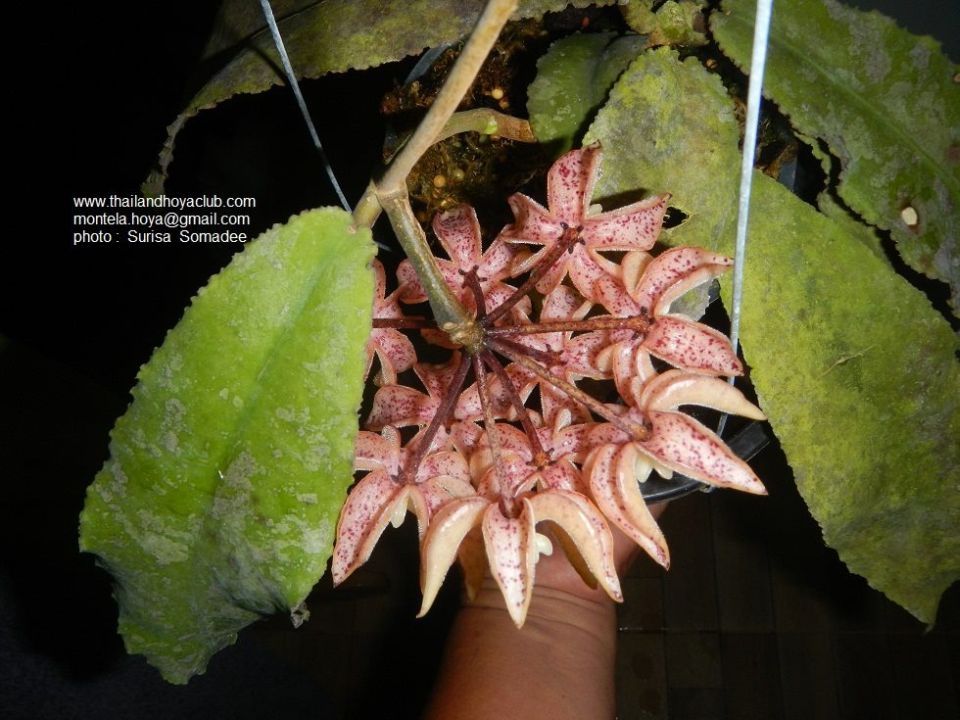 Hoya ундулата. Sarawak хойя. Хойя ундулата цветение. Хойя цветы ундулата. Хойя ундулата.