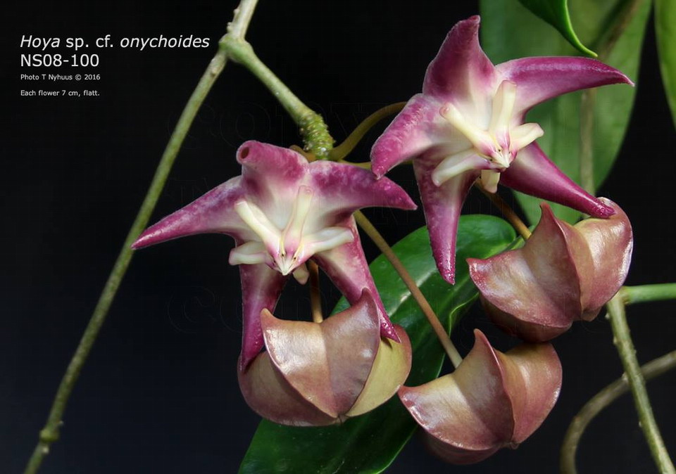 Хойя onychoides