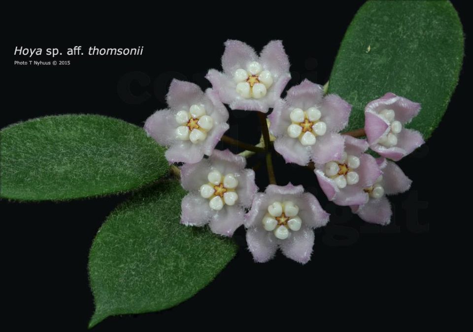 Hoya Amrita Pink