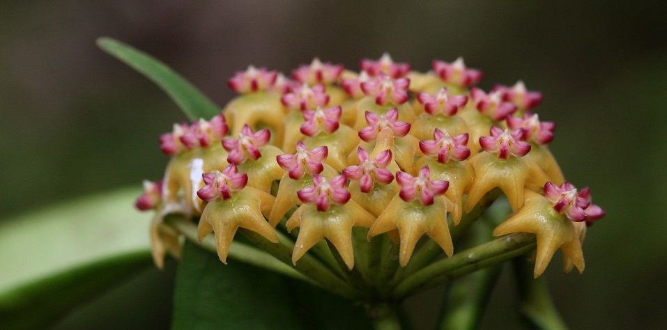 Hoya Amrita Pink