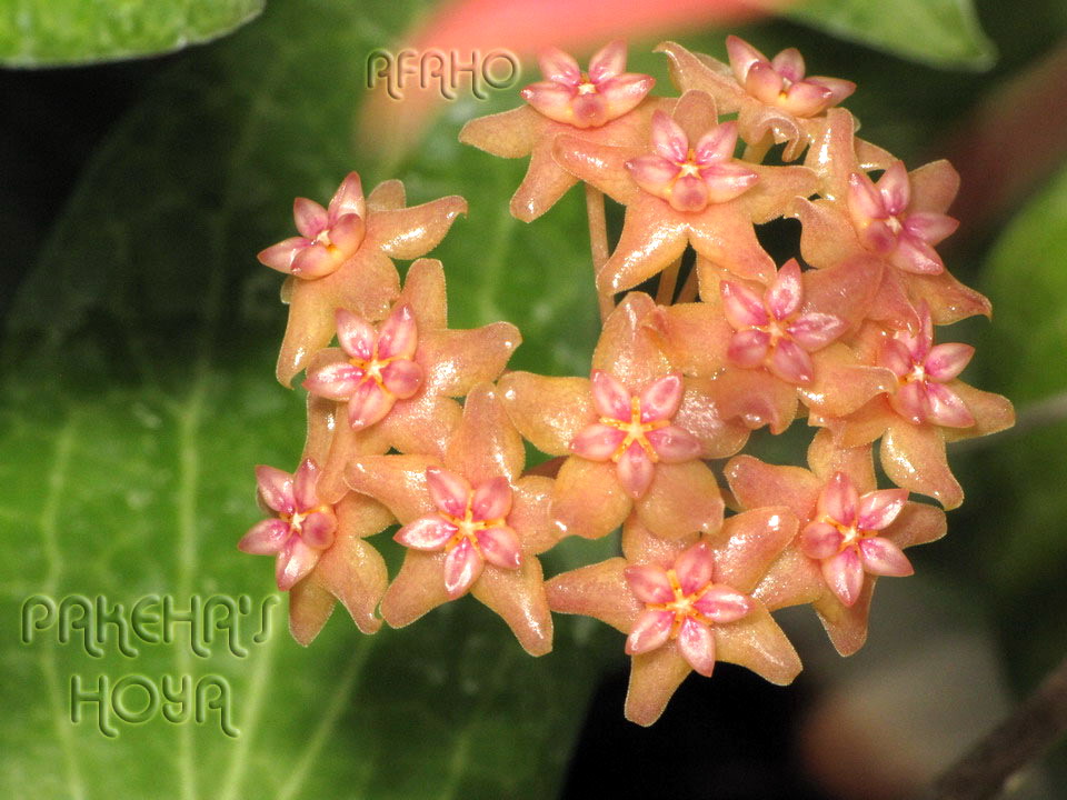 хойя fitchii. хойя fitchii. хойя фитча (hoya fitchii). Fitchii хойя. хойя фитчи.