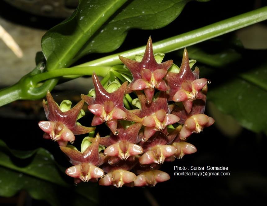 Hoya Amrita Pink